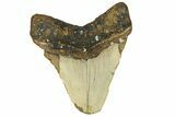 Bargain, Juvenile Megalodon Tooth - South Carolina #295395-1